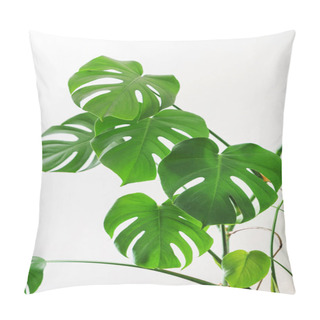 Personality  Green Monstera Plant, Close Up Pillow Covers