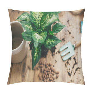 Personality  Repotting Plant Concept. Dieffenbachia Plant In Soil With Garden Pillow Covers