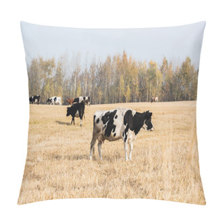 Personality  Selective Focus Of Herd Of Cows Standing In Pasture Against Blue Sky  Pillow Covers