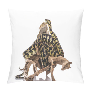 Personality  Pretty Cool Lizard And Cute Snake Python In Friendly Embraces On A White Background Pillow Covers