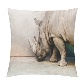 Personality  Rhinoceros Standing Near Wall In Zoo Pillow Covers