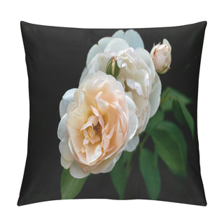 Personality  Colourful Close Up Of Lichfield Angle Rose Heads  Pillow Covers