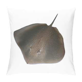 Personality  Stingray On White Pillow Covers