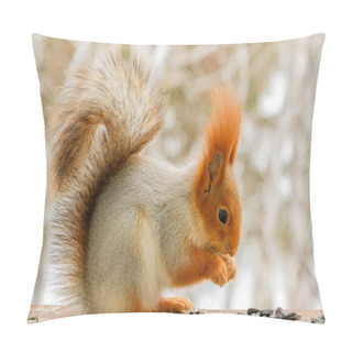 Personality  Large, Beautiful Squirrels In Bright Fur Coats With Fluffy Tails Sit On Snow-covered Trees And Quickly Click Seeds And Gnaw Nuts. Pillow Covers