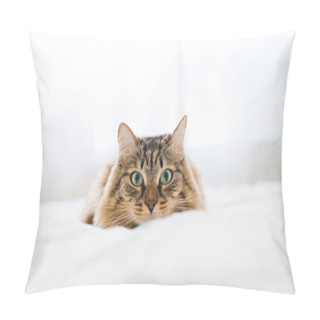 Personality  Grey Cat On Bed Pillow Covers