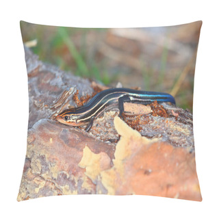Personality  Southeastern Fivelined Skink (Plestiodon Inexpectatus) In A Central Florida Nature Preserve. Pillow Covers