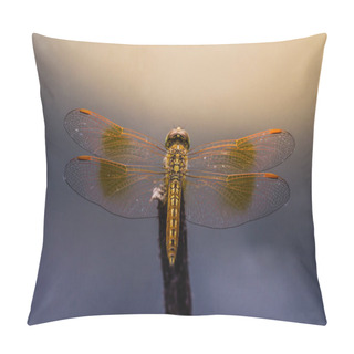 Personality  Dragonfly : Macro Picture Of Dragonfly On The Leave. Dragonfly In The Nature. Dragonfly In The Nature Habitat. Beautiful Vintage Nature Scene With Dragonfly Outdoor Pillow Covers