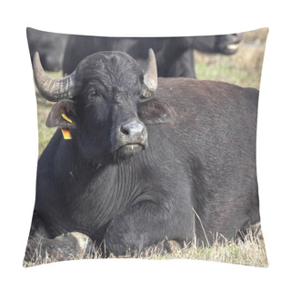 Personality  Domestic Buffalo In The Hortobagy National Park, Hungary Pillow Covers