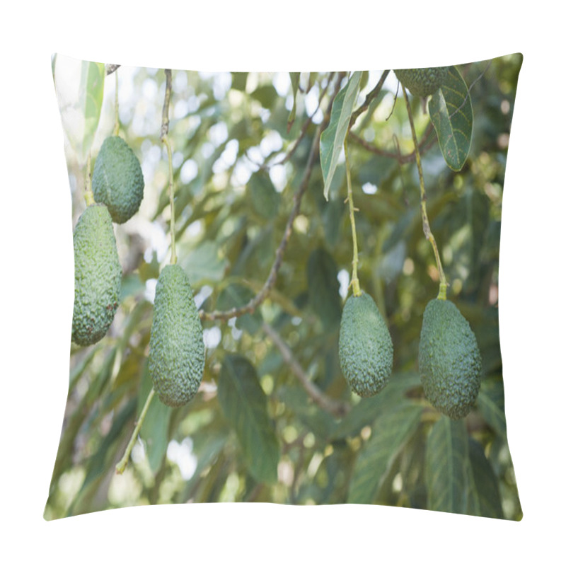 Personality  Avocados Growing On Tree Pillow Covers