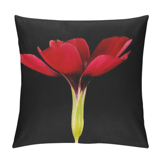 Personality  Crimson Flax (Linum Grandiflorum). Flower Closeup Pillow Covers