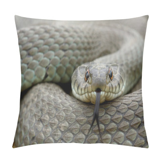 Personality  Grass Snake (Natrix Natrix) Adult Moving His Tongue Pillow Covers