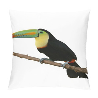 Personality  Toucan Bird Colorful In White Background Pillow Covers