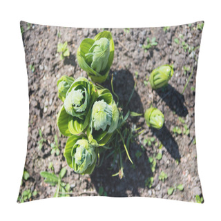 Personality  Sprouts Pillow Covers