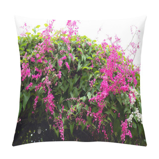 Personality  Mexican Creeper, Chain Of Love, Coral Vine. Pink Flower Pillow Covers