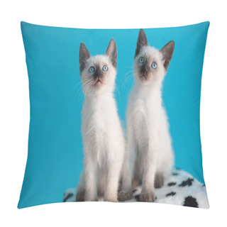 Personality  Two Beautiful Blue-eyed Siamese Kitten On A Blue Background. Pillow Covers