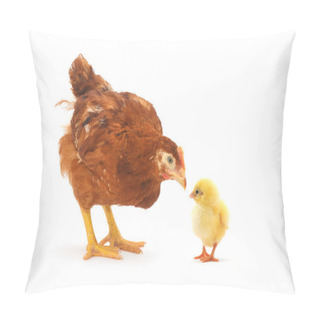 Personality  Brown Hen Close-up Pillow Covers