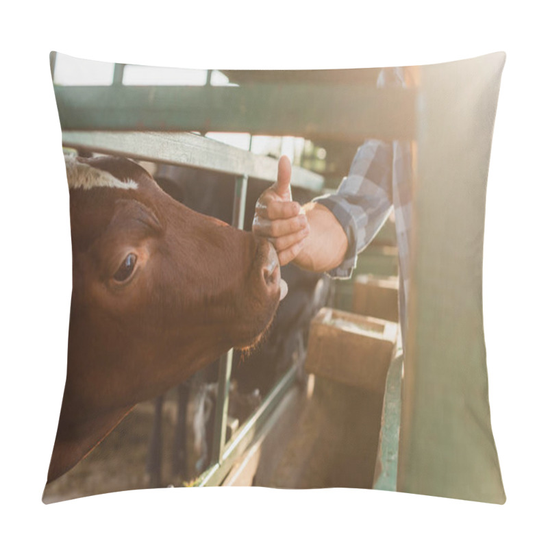 Personality  cropped view of rancher touching nose of brown cow on dairy farm, selective focus pillow covers