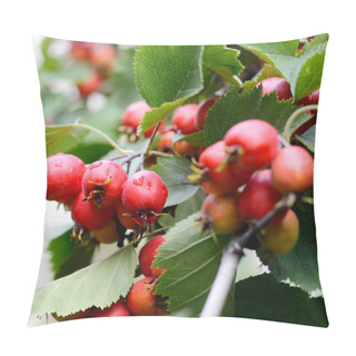 Personality  Hawthorn Red Berries With Briht Green Leaves On A Tree Branch. Autumn Season Background. Pillow Covers