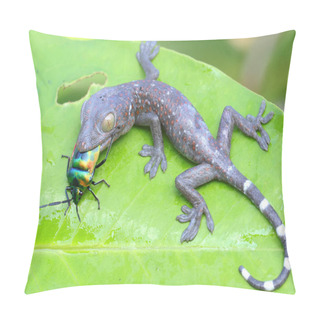 Personality  A Young Tokay Gecko Is Eating A Harlequin Bug. This Reptile Has The Scientific Name Gekko Gecko. Pillow Covers