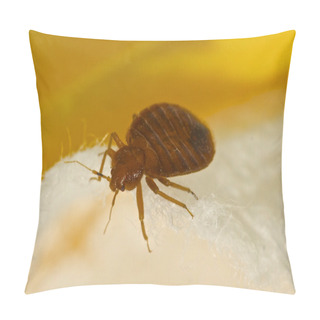 Personality  Bed Bug Pillow Covers