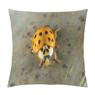 Personality  Harlequin Ladybeetle On A Rusty Handrail Pillow Covers