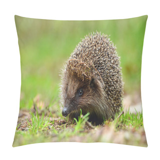 Personality  Young Hedgehog In Natural Habitat Pillow Covers