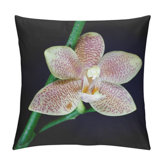 Personality  Blossom Of An Orchid With Black Background                                 Pillow Covers