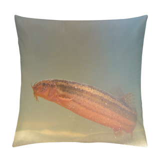 Personality  European Weather Loach Sideview Pillow Covers