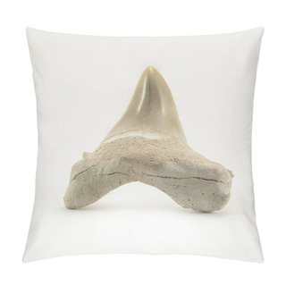 Personality  Fossil Shark Tooth Isolated On A White Background Pillow Covers