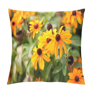 Personality  Rudbeckia Hirta Black-eyed Susan In Sunny Garden With Open Flowers Pillow Covers