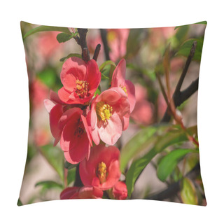 Personality  Chaenomeles Japonica Japanese Maules Quince Flowering Shrub, Beautiful Bright Pink Color Flowers In Bloom On Springtime Branches Pillow Covers