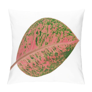 Personality  Aglaonema Foliage, Pink Aglaonema Leaves, Exotic Tropical Leaf, Isolated On White Background With Clipping Path Pillow Covers
