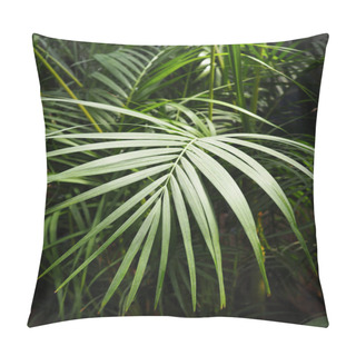 Personality  Green Palm Leaves In Tropical Forest. Dypsis Lutescens Plant, Also Known As Golden Cane, Areca, Yellow Butterfly Palm, Banner Pillow Covers