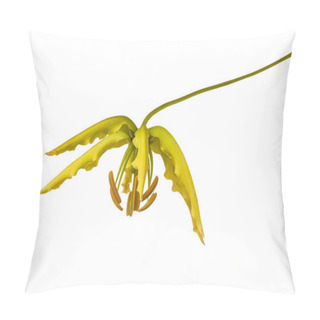 Personality  Bud Gloriosa Superba 'Rothschildiana', Gloriosa Lily On White Background Isolate Pillow Covers