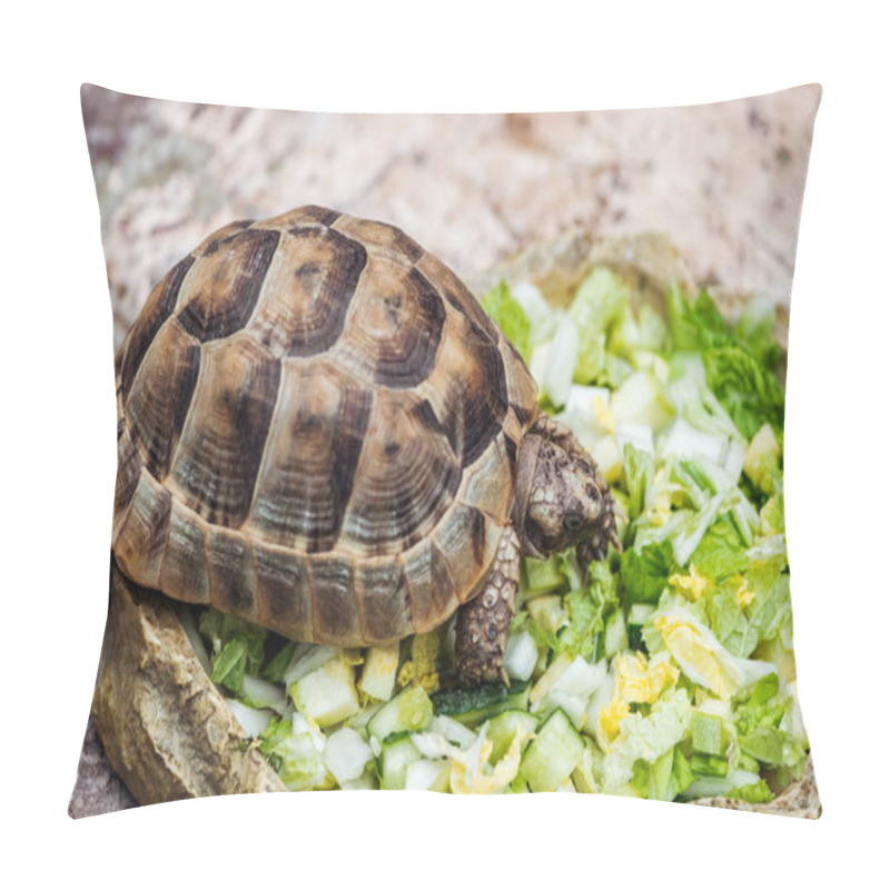 Personality  Cute Turtle Eating Fresh Chopped Green Lettuce From Stone Bowl Pillow Covers