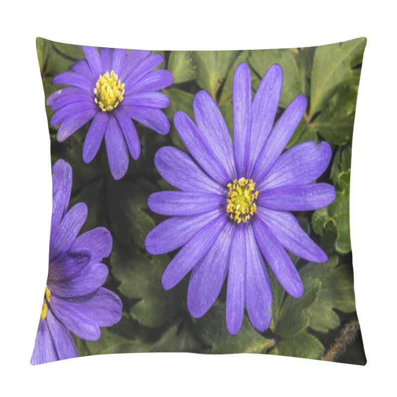 Personality  Grecian Windflower, Green Anemone (Anemone Blanda) Pillow Covers