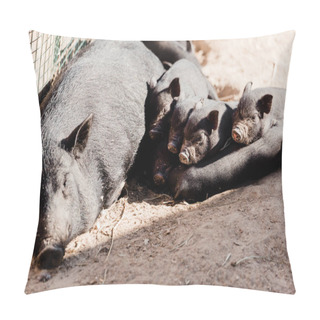 Personality  Cute Baby Pigs And Big Pig Lying On Ground  Pillow Covers