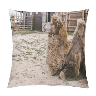 Personality  Side View Of Two Camel Laying On Ground In Corral At Zoo  Pillow Covers