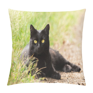 Personality  Beautiful Bombay Black Cat Portrait With Yellow Eyes And Attentive Smart Look Lie Outdoors In Green Grass In Nature Pillow Covers