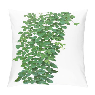 Personality  Plant Tropical Foliage Vine, Ivy Green Hang Isolated On White Background, Clipping Path Pillow Covers