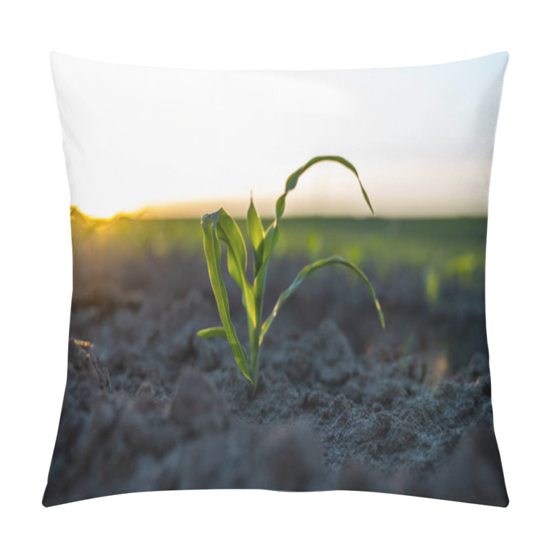 Personality  Young corn sprout in a fertilized soil on a agricultural farm field under the sunset, shallow depth of field. pillow covers