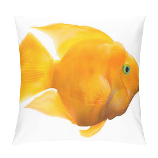Personality  Parrot Fish Illustration Pillow Covers