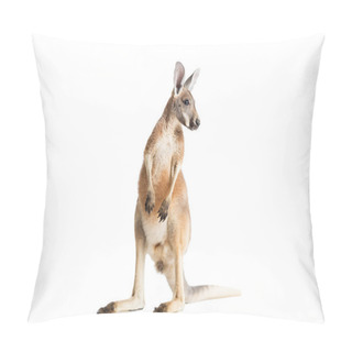 Personality  Red Kangaroo On White Pillow Covers