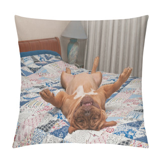 Personality  Huge Dog Is Lying Upside-down On Her Back On Master's Bed With Handmad Pillow Covers