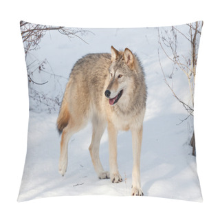 Personality  Timber Wolf In Winter Pillow Covers