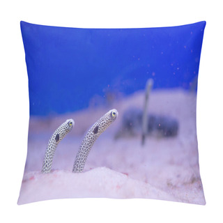 Personality  RF- Spotted Garden Eels (Heteroconger Hassi)  Pillow Covers
