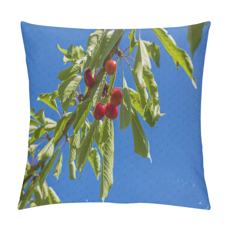 Personality  Gorgeous sight of ripe cherry clusters a tree, protected by a mesh bird net. pillow covers