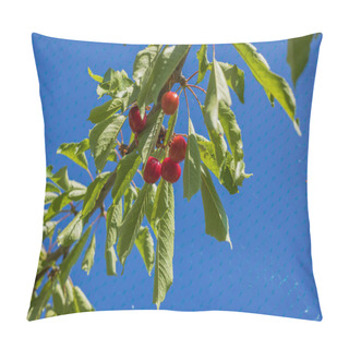 Personality  Gorgeous Sight Of Ripe Cherry Clusters A Tree, Protected By A Mesh Bird Net. Pillow Covers