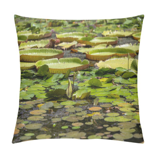 Personality  World Famous Pond With Giant Water Lilies In The Botanical Garden Of Pampelmousses, Mauritius Island Pillow Covers