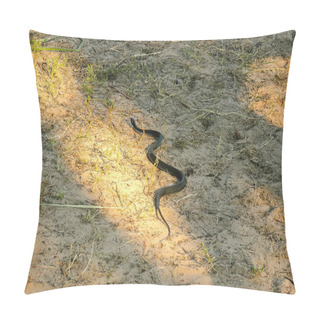 Personality  Small Water Snake At Asphalt Pillow Covers